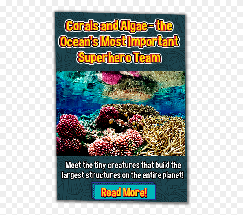 483x683 Coral Reefs In The Spring, Sea, Outdoors, Water HD PNG Download