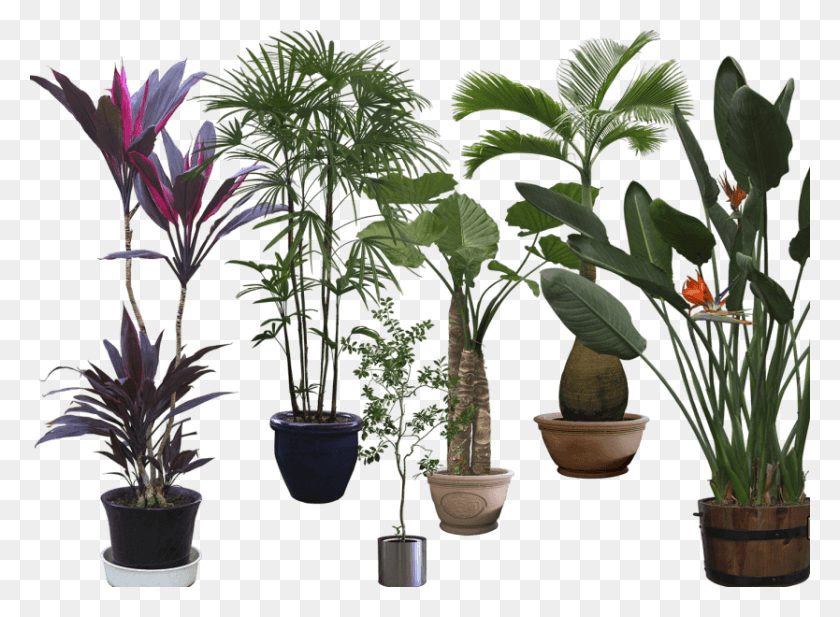 834x596 Cordyline Fruticosa, Растение, Дерево, Пальма Hd Png Скачать