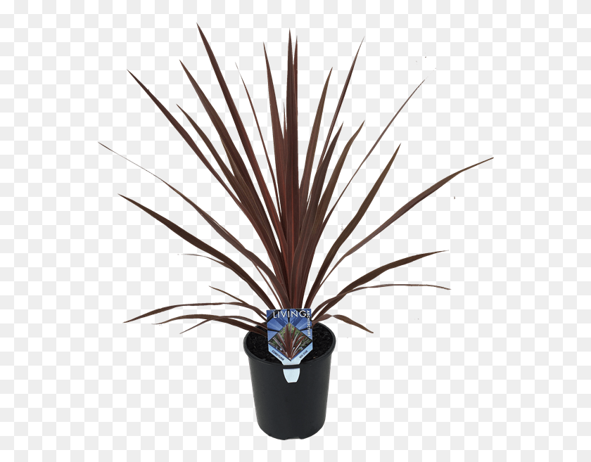565x597 Cordyline Red Star Vase, Plant, Tree, Palm Tree HD PNG Download