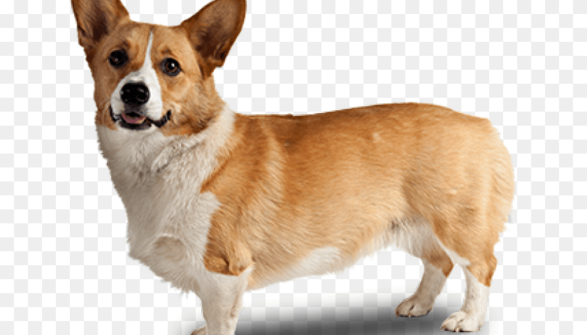 640x480 Corgi Tumblr Background Corgi, Animal, Canine, Dog, Mammal Clipart PNG
