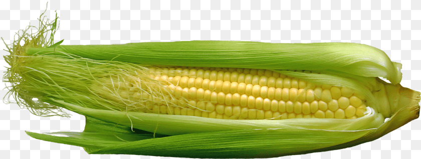 1745x660 Corn, Food, Grain, Plant, Produce Clipart PNG