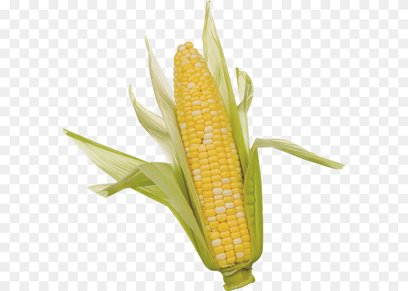 Corn Clipart Ear Of Corn, Food, Grain, Plant, Produce Transparent PNG