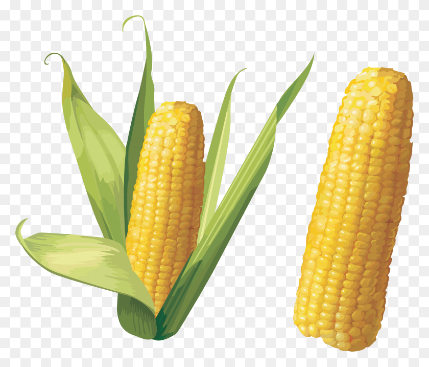 3504x2954 Кукуруза Кукуруза, Растение, Овощ, Еда Hd Png Скачать