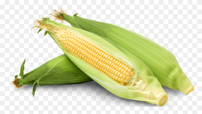 1864x993 Кукуруза Кукуруза Зерна Кукурузы, Растение, Овощи, Еда Hd Png Скачать