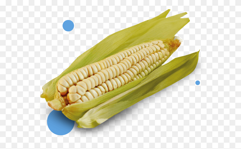 606x462 Corn Corn Kernels, Plant, Vegetable, Food HD PNG Download