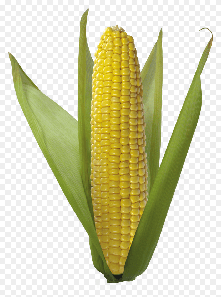 2315x3167 Png Кукуруза