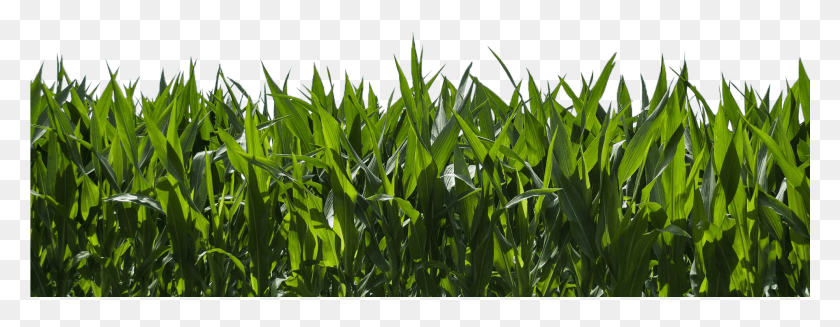 1921x658 Corn Field Sembrios De Maiz Morado, Plant, Grass, Leaf HD PNG Download