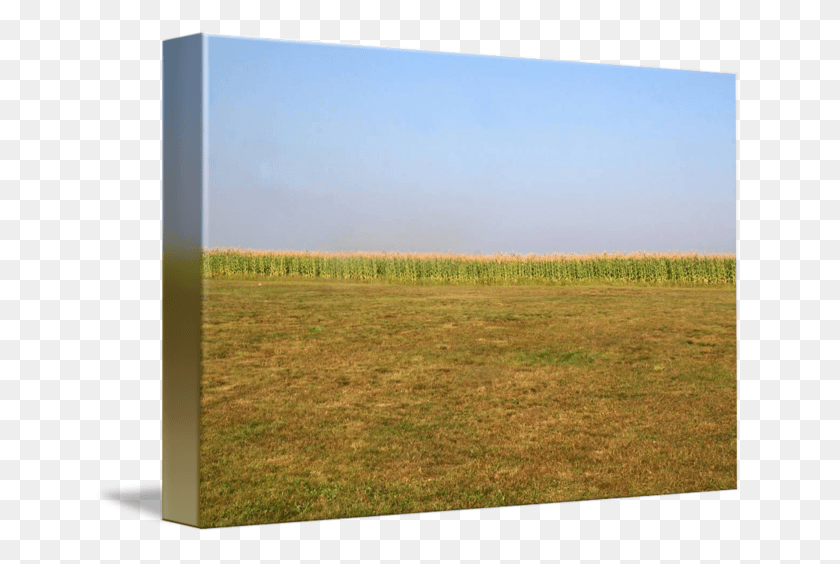 650x504 Corn Field Transparent Background Grass, Nature, Plant, Outdoors HD PNG Download