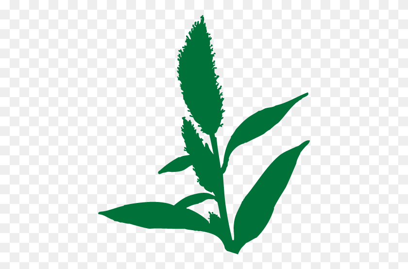 437x494 Иллюстрация Зерна Кукурузы, Растение, Лист, Цветок Hd Png Скачать