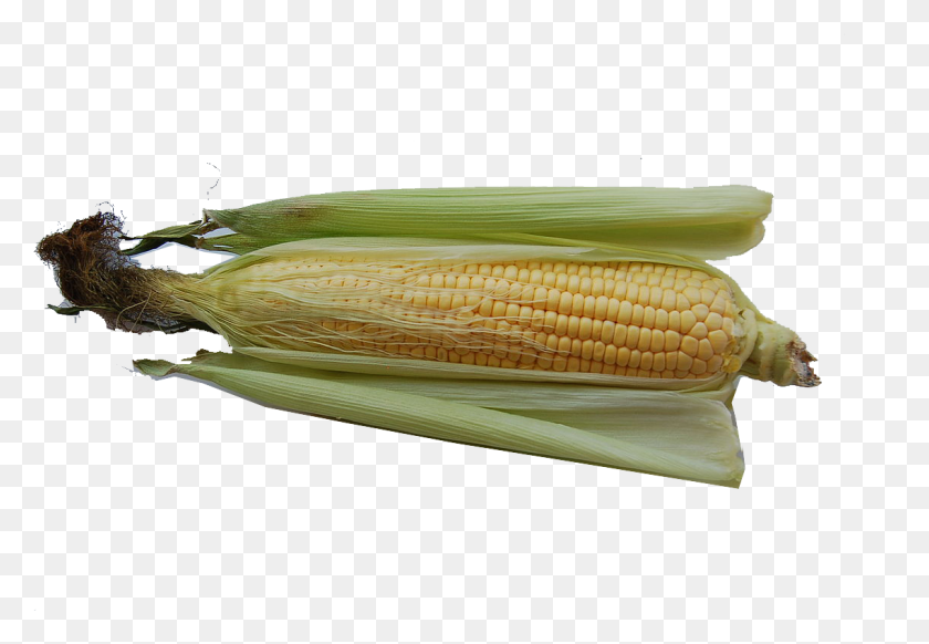 1138x763 Кукуруза В Початках Кукуруза В Початках, Растение, Овощи, Еда Hd Png Скачать