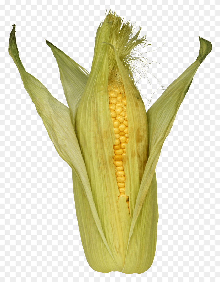 1852x2422 Corn Image Kukuruza, Plant, Vegetable, Food HD PNG Download