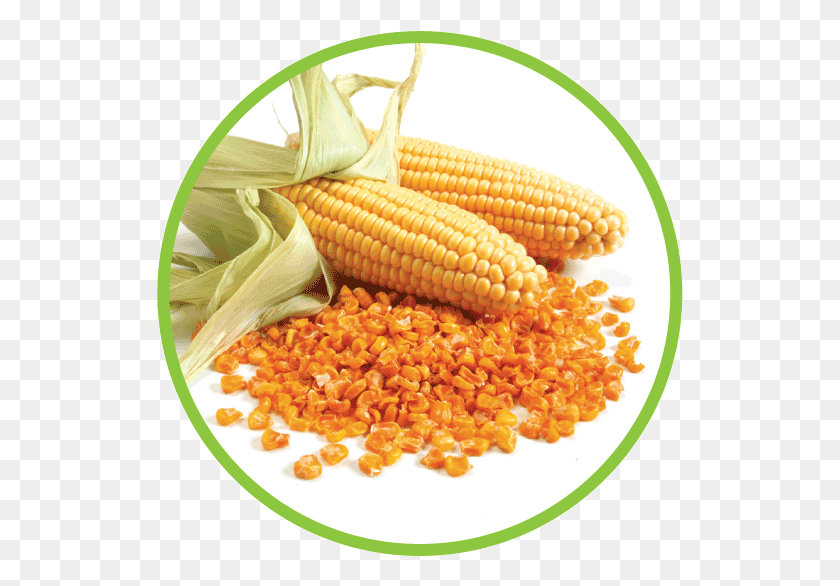 527x526 Кукуруза В Кругу, Растение, Овощи, Еда Hd Png Скачать