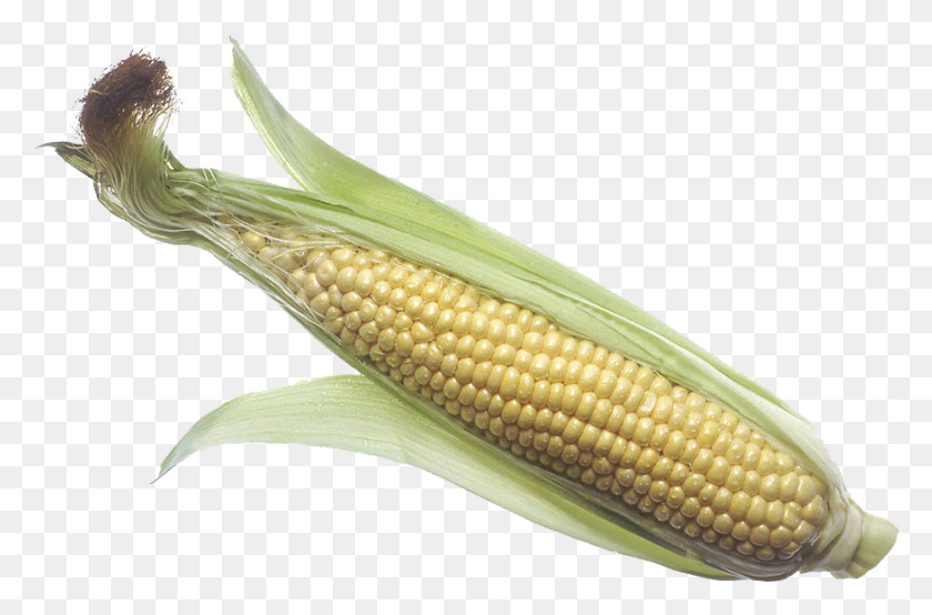 876x555 Кукуруза Большая Кукуруза В Початках, Растение, Овощи, Еда Hd Png Скачать