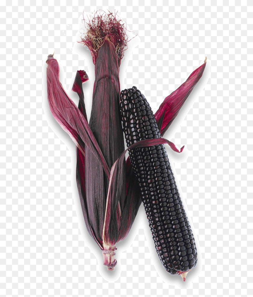 556x927 Corn Lrg Png8 Purple Corn Anthocyanin Content, Bird, Animal, Plant HD PNG Download