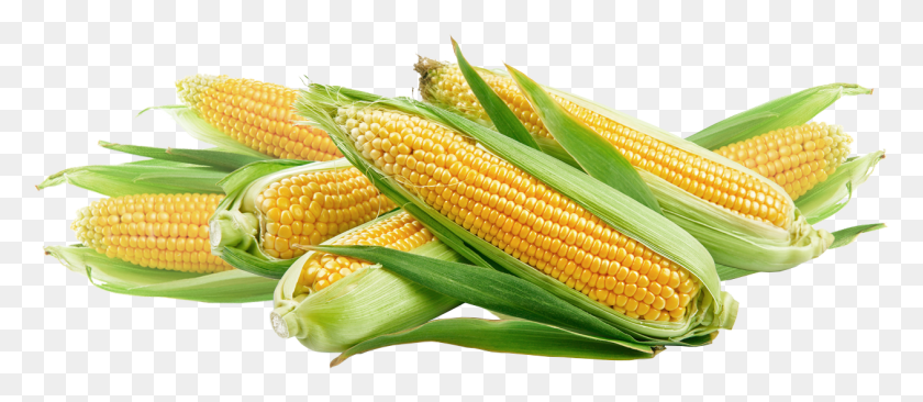 1262x496 Corn Makai In English Word, Plant, Vegetable, Food HD PNG Download