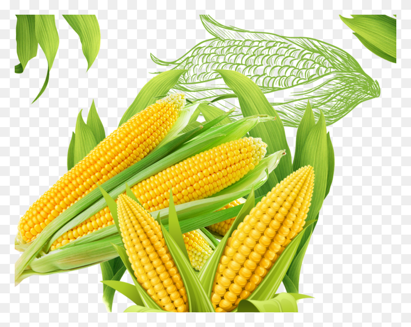 1324x1034 Corn On The Sweet Corn, Plant, Vegetable, Food HD PNG Download