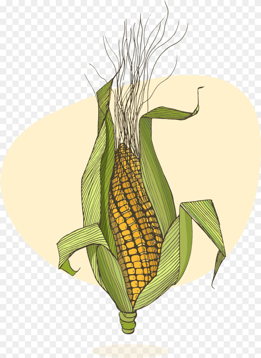 909x1249 Corn Plant Corn On The Cob, Food, Grain, Produce Clipart PNG