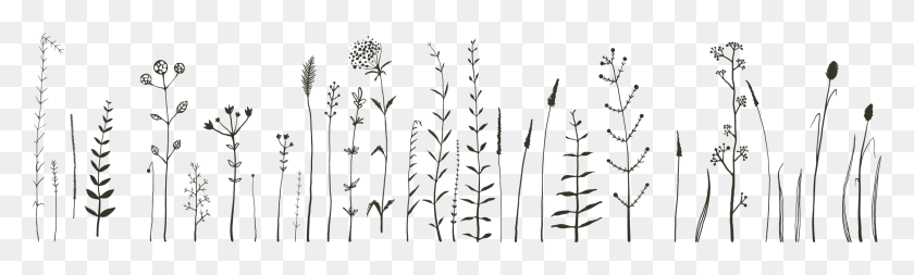 2264x562 Corn Plant Flower Doodle Designs Bullet Journal, Grass, Lawn, Agropyron HD PNG Download