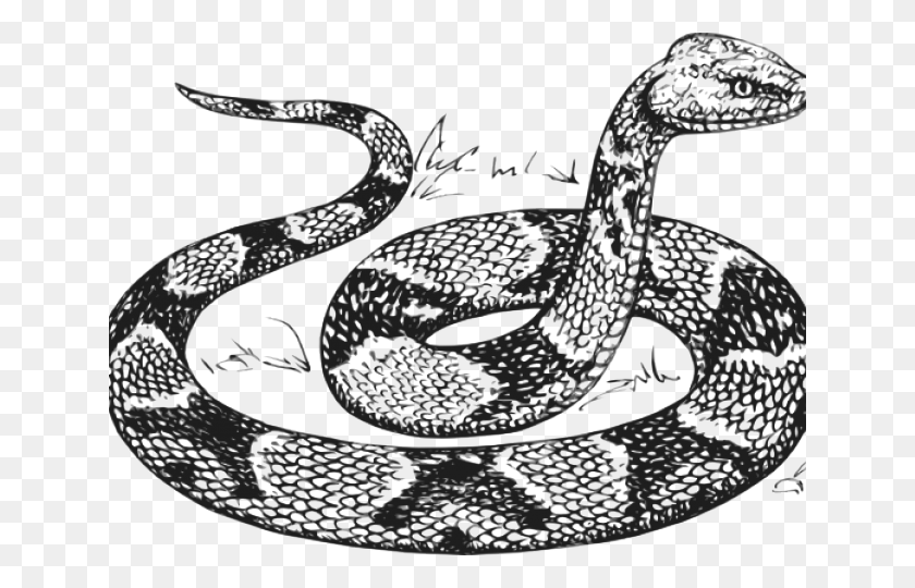 640x480 Dibujo De Serpiente De Maíz Para Colorear, Reptil, Animal, Cobra Hd Png