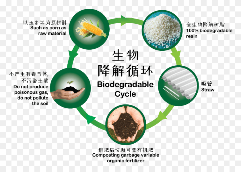 811x562 El Almidón De Maíz 100 Pla, Biodegradable, Paja De Beber, Compost, Planta, Alimentos, Vasos, Hd Png