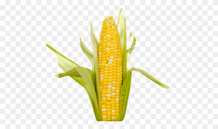 1104x621 Corn Transparent Images Ear Of Corn, Plant, Vegetable, Food HD PNG Download