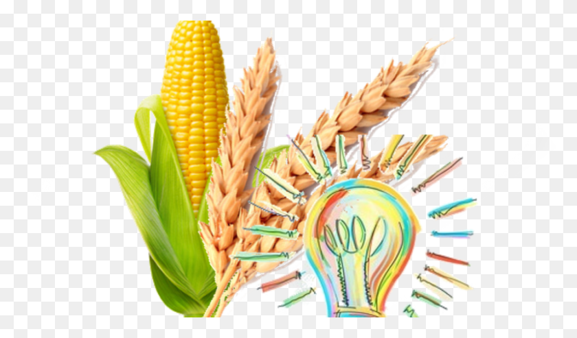 800x445 Corn Wheat Triticale, Plant, Vegetable, Food HD PNG Download
