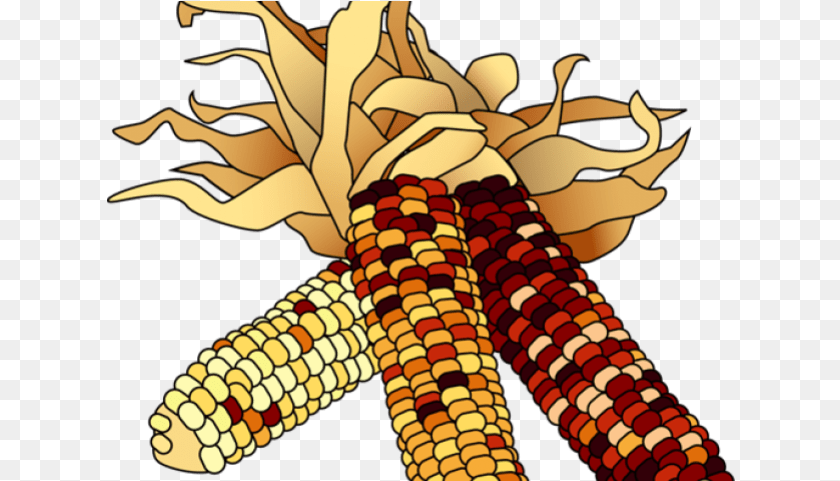 629x481 Cornfield Clipart Thanksgiving Indian Corn Clip Art, Food, Grain, Plant, Produce Sticker PNG