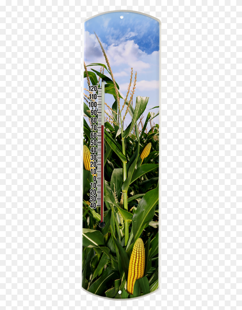 289x1013 Cornfield On Large Cash Crop, Plant, Vegetable, Food HD PNG Download