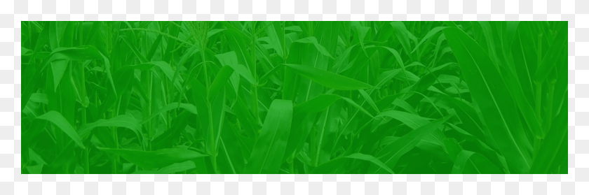 1914x538 Кукурузное Поле Slider2 Трава, Растение, Зеленый, Растительность Hd Png Скачать