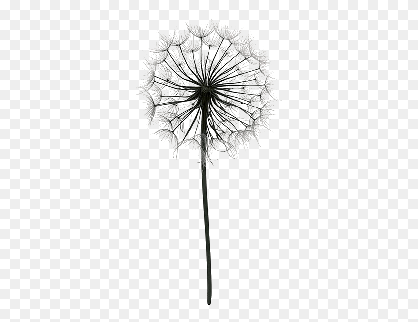 303x587 Cornflower Drawing Dandelion Dente De Leo Desenho, Plant, Flower, Blossom HD PNG Download