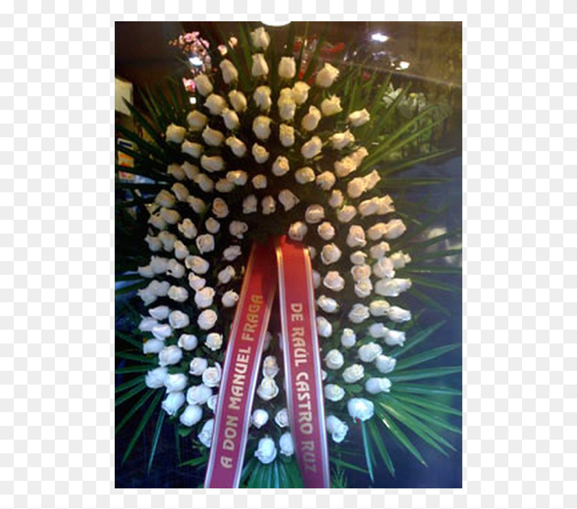 507x681 Corona Solo Rosas Blancas Christmas Tree, Wreath, Sea Anemone, Invertebrate HD PNG Download