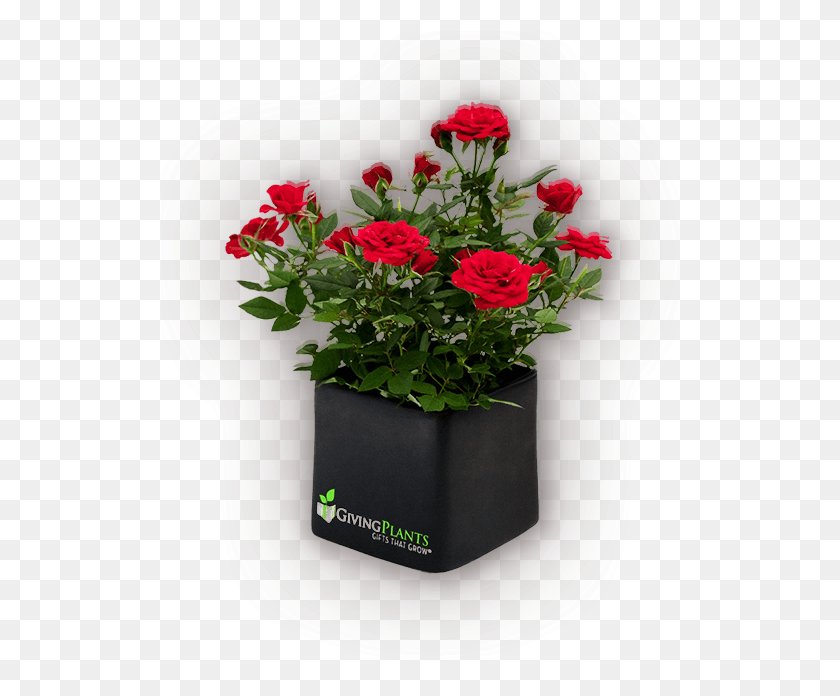 520x636 Corporate Logo Gift Plants Red Rose Pot Plants, Plant, Flower, Blossom HD PNG Download