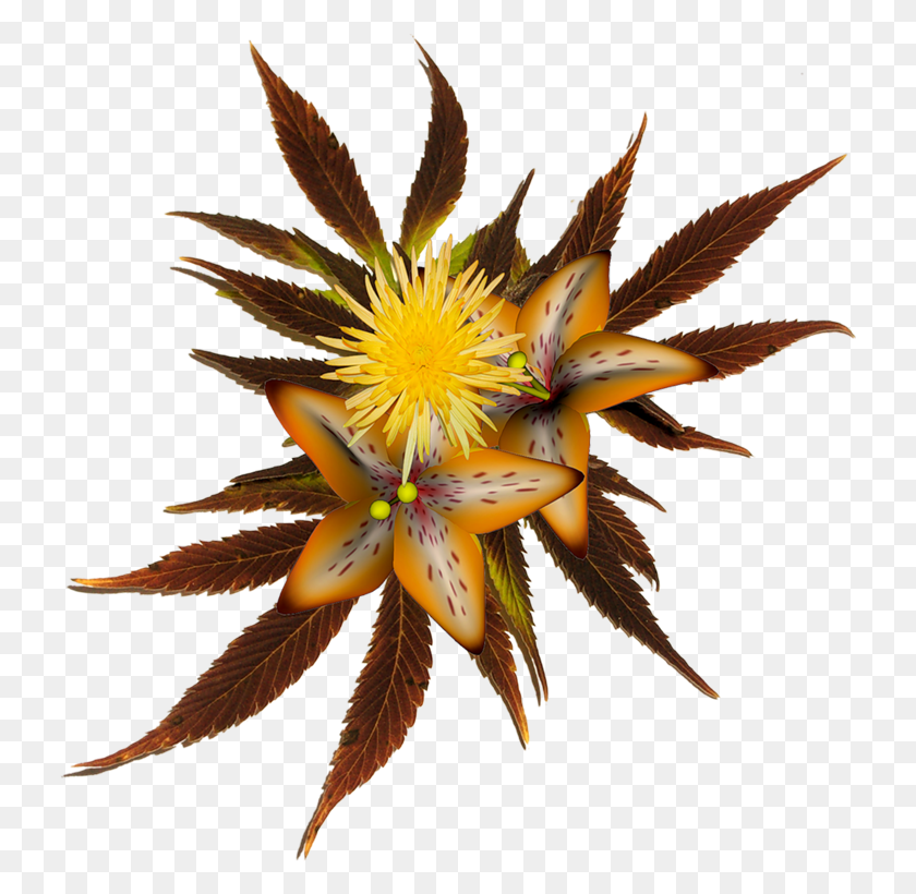 732x760 Cosas Para Photoscape Многолетнее Растение, Цветок, Цветение, Прудовая Лилия Png Скачать