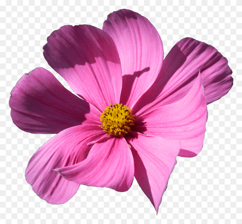3095x2847 Космос Бипиннатус Цветок Срезанные Цветы Растение Изображение Космос Бипиннатус Hd Png Скачать