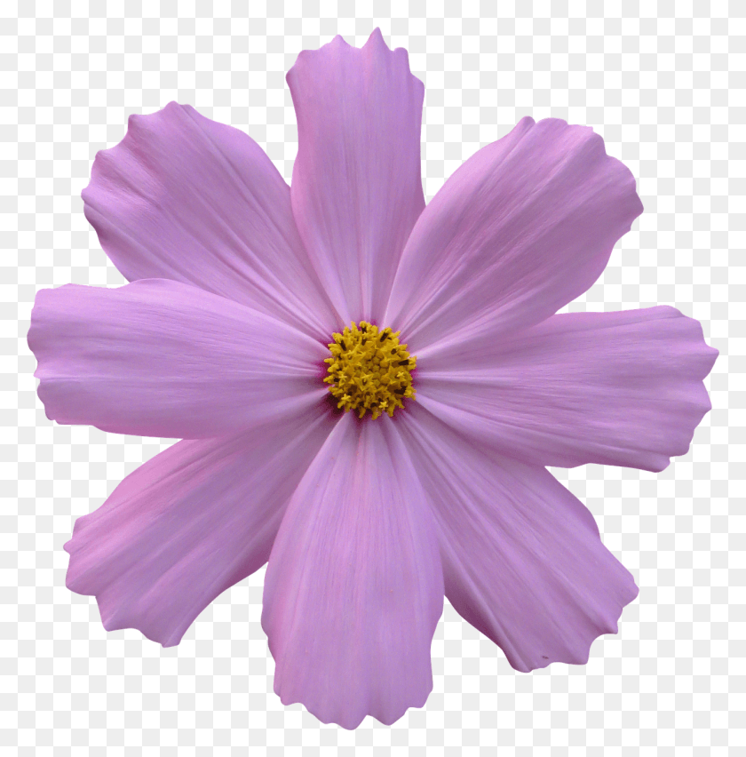 1260x1280 Cosmos Flower Garden Nature Purple Purple Flower No Background, Plant, Pollen, Blossom HD PNG Download