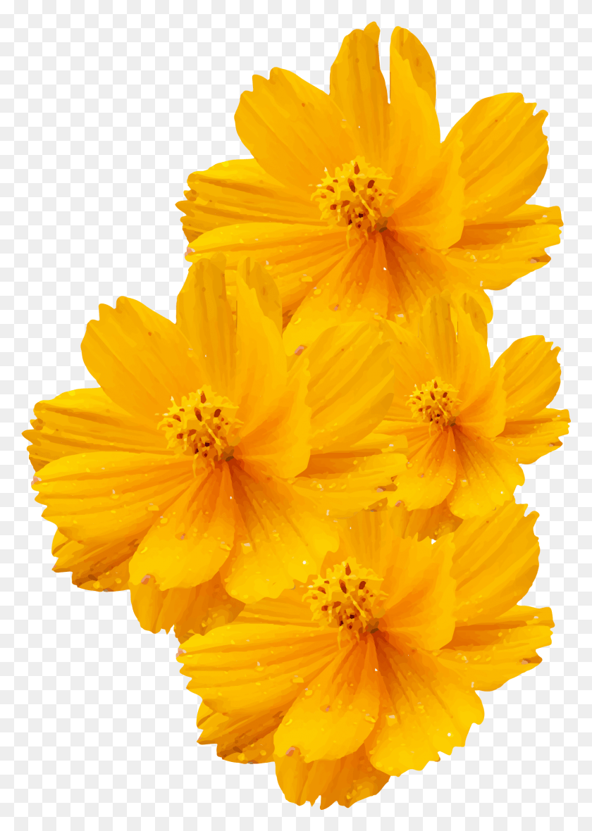 1501x2157 Cosmos Sulphureus Bipinnatus Yellow Flower, Plant, Anther, Flower HD PNG Download