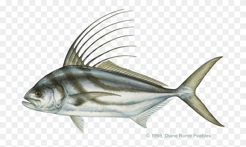 696x445 Costa Rica Roosterfish Roosterfish, Fish, Animal, Bird HD PNG Download
