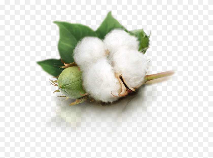 567x563 Cotton, Bird, Animal HD PNG Download