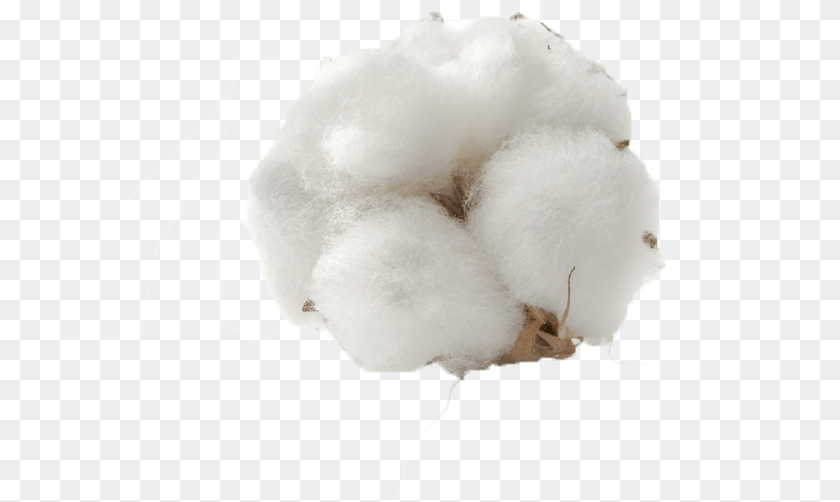 Cotton Background, Animal, Bear, Giant Panda, Mammal PNG