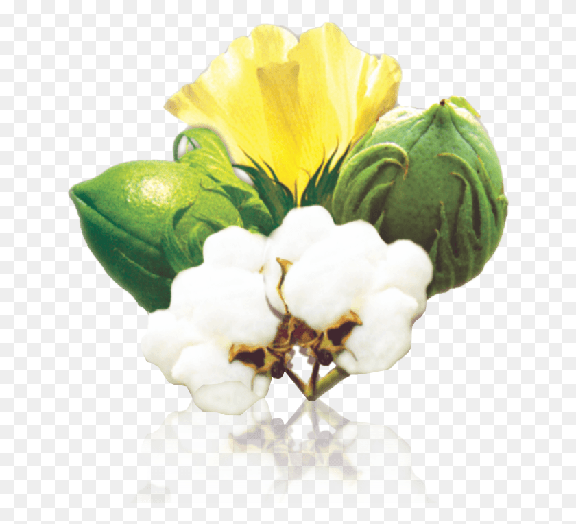 646x704 Cotton Cotton With Flower, Plant, Rose, Iris HD PNG Download