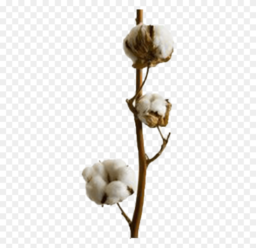 307x754 Cotton Image Rose, Plant, Animal, Flower HD PNG Download