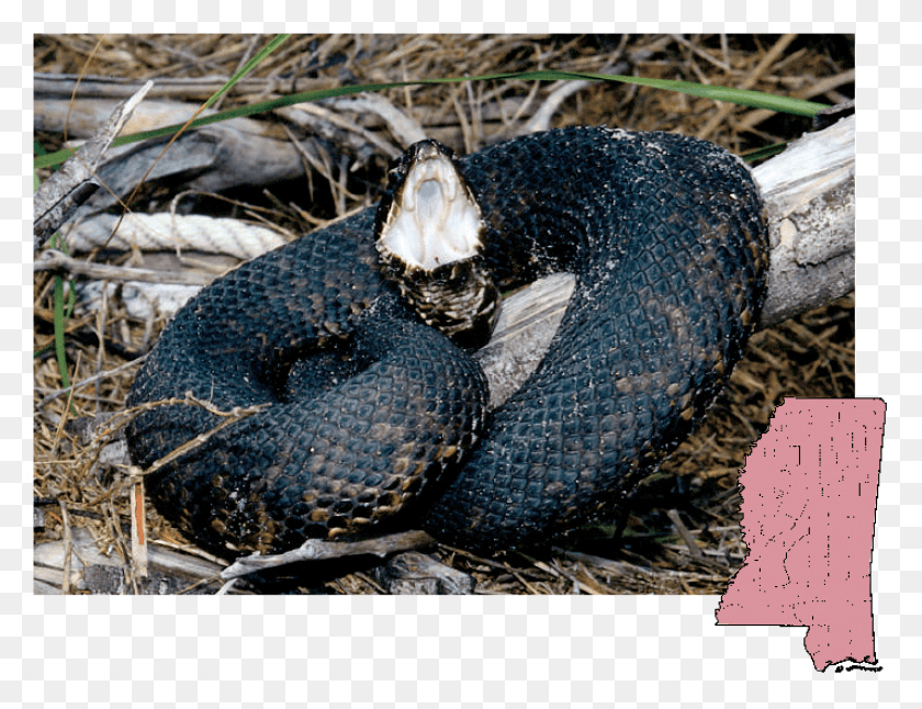 1426x1072 Cottonmouth Agkistrodon Snakes In Biloxi Ms, Snake, Reptile, Animal HD PNG Download