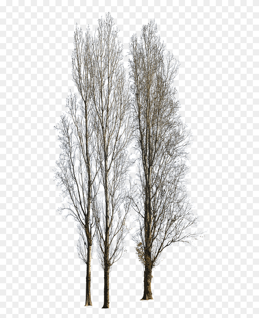 567x973 Cottonwood, Nature, Ice, Outdoors HD PNG Download