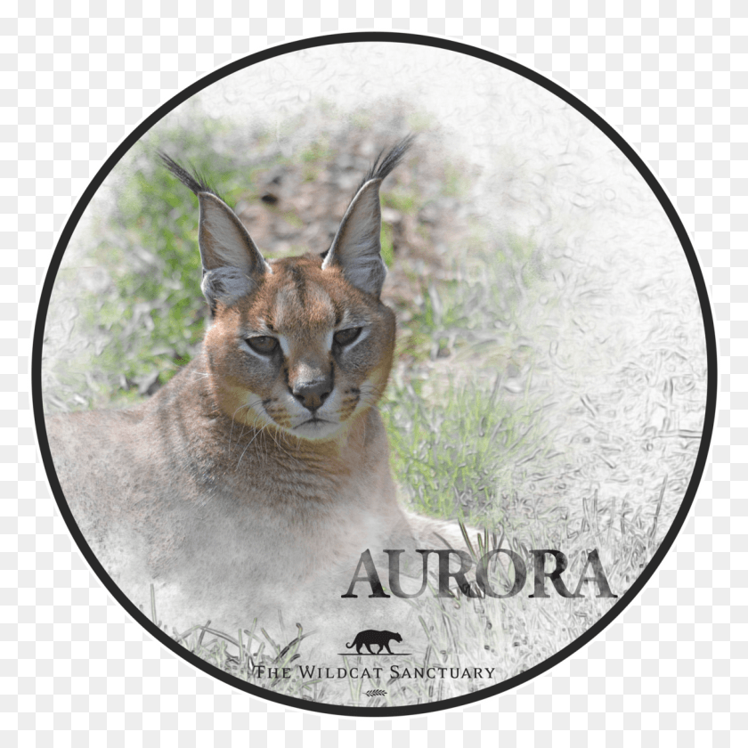 1129x1130 Cougar, Mammal, Animal, Wildlife HD PNG Download