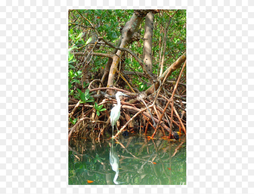 393x581 County Seeks Authority Of Mangrove Enforcement Sweet Grass, Waterfowl, Bird, Animal HD PNG Download