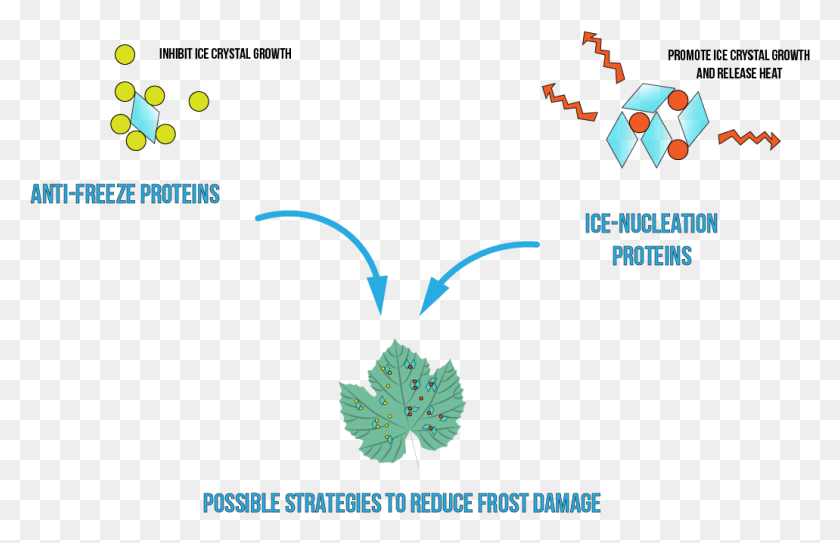 1031x639 Coupled To The Aspersion Method Ice Nucleating Proteins Ice Nucleation In Plants, Text, Symbol, Graphics HD PNG Download