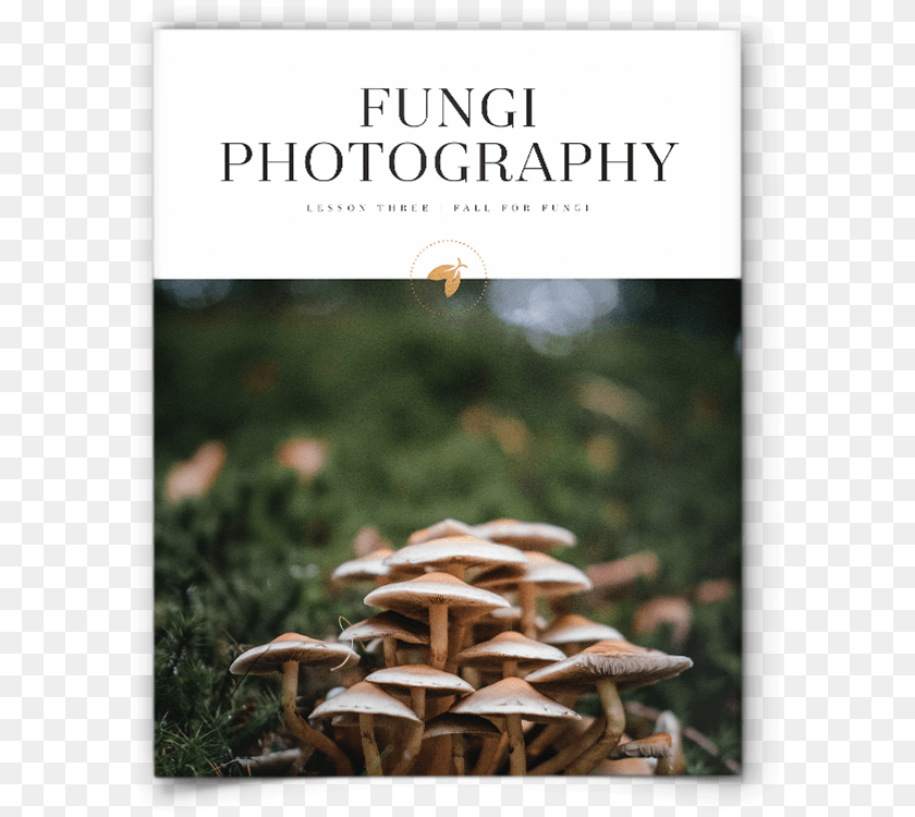 Cover, Fungus, Plant, Agaric, Amanita PNG