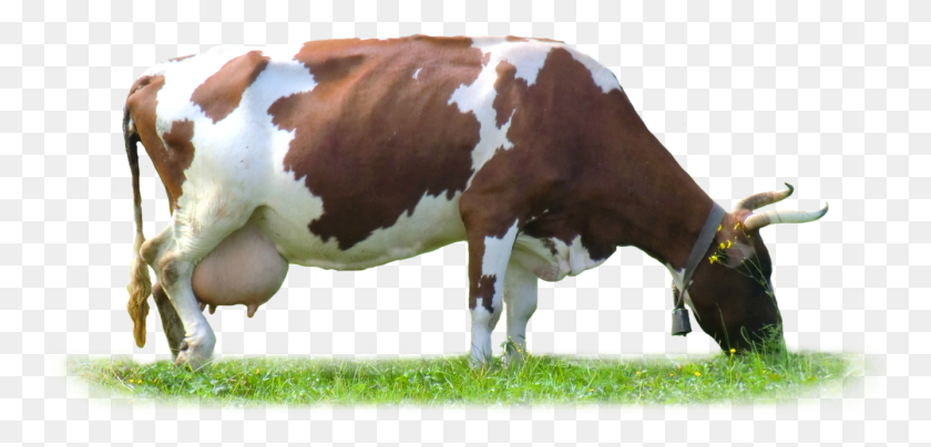 1336x590 Cow, Cattle, Mammal, Animal HD PNG Download