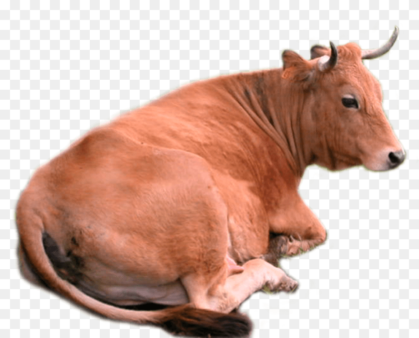 995x803 Cow, Animal, Bull, Cattle, Livestock Transparent PNG