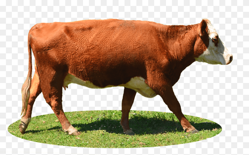 Cow, Animal, Cattle, Dairy Cow, Livestock Sticker PNG